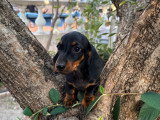 Chiot Teckel nain disponible  (2 femelles)