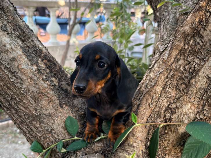 Chiot Teckel nain disponible (2 femelles)