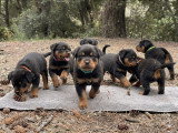 Superbes chiots Rottweiler LOF très typés à vendre