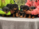 Superbes chiots Rottweiler LOF très typés à vendre