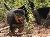 Superbes chiots Rottweiler LOF très typés à vendre