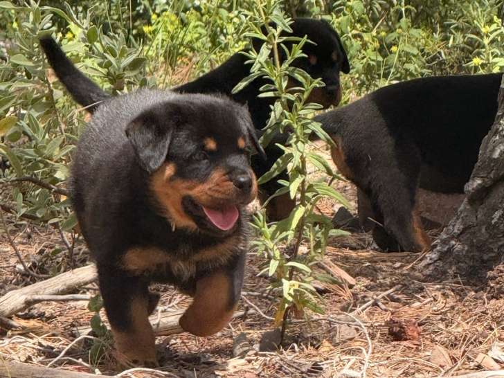 Superbes chiots Rottweiler LOF très typés à vendre