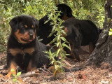 Superbes chiots Rottweiler LOF très typés à vendre