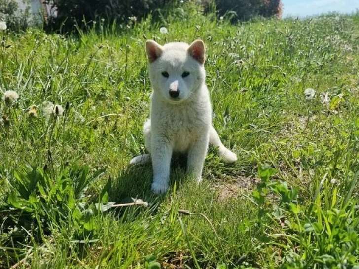 Chiot femelle Shiba non LOF née en février 2026 à vendre