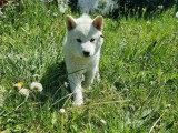Chiot femelle Shiba non LOF née en février 2026 à vendre