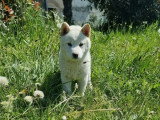 Chiot femelle Shiba non LOF née en février 2026 à vendre