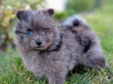 3 chiots Spitz Allemand non LOF à réserver, nés en mars 2026