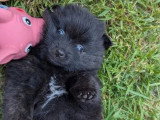 3 chiots Spitz Allemand non LOF à réserver, nés en mars 2026