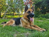 Chienne Berger Allemand 6 ans LOF à vendre poil court fauve