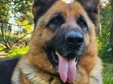 Chienne Berger Allemand 6 ans LOF à vendre poil court fauve