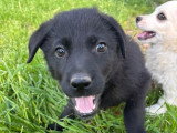 Anca, chiot femelle à adopter en association