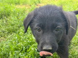 Anca, chiot femelle à adopter en association