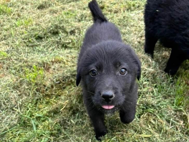 Anca, chiot femelle à adopter en association