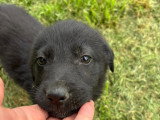 Anca, chiot femelle à adopter en association