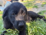 Anca, chiot femelle à adopter en association