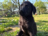 Anca, chiot femelle à adopter en association