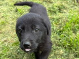 Anca, chiot femelle à adopter en association