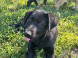 Anca, chiot femelle à adopter en association