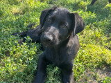 Anca, chiot femelle à adopter en association