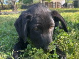 Anca, chiot femelle à adopter en association