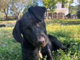 Anca, chiot femelle à adopter en association