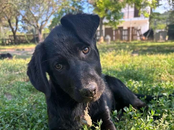 Anca, chiot femelle à adopter en association