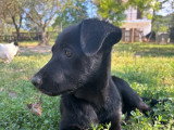 Anca, chiot femelle à adopter en association