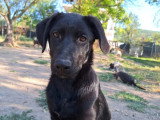 Anca, chiot femelle à adopter en association