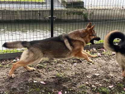 Chiots Berger Allemand à vendre (6 femelles & 2 mâles)