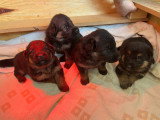 Chiots Berger Allemand à vendre (6 femelles & 2 mâles)