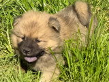Chiots Eurasier LOF à vendre