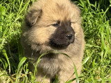 Chiots Eurasier LOF à vendre