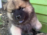 Chiots Eurasier LOF à vendre