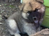 Chiots Eurasier LOF à vendre
