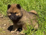 Chiots Eurasier LOF à vendre