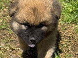 Chiots Eurasier LOF à vendre