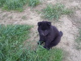 Chiots Eurasier LOF à vendre