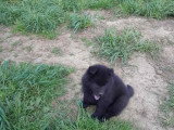 Chiots Eurasier LOF à vendre
