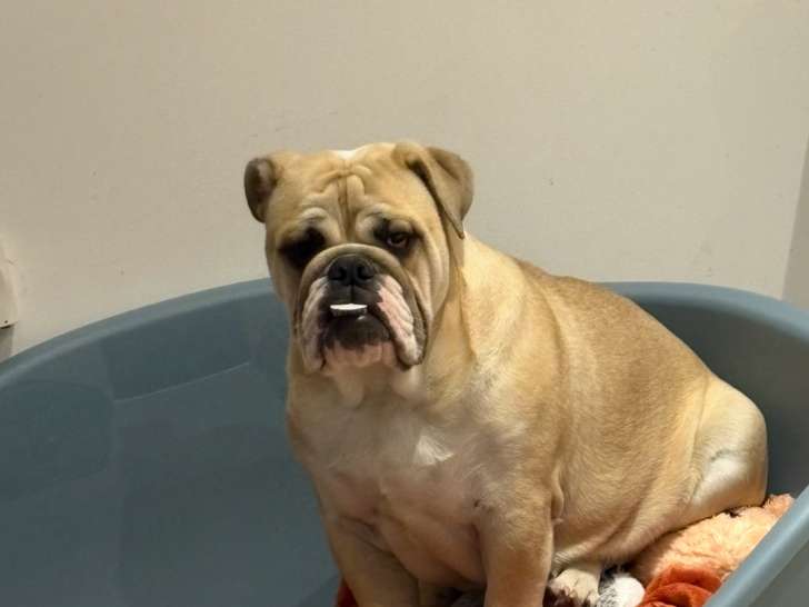 Jeune femelle Bouledogue Anglais LOF à vendre