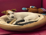 Recherche mâle Jack Russell pour saillie