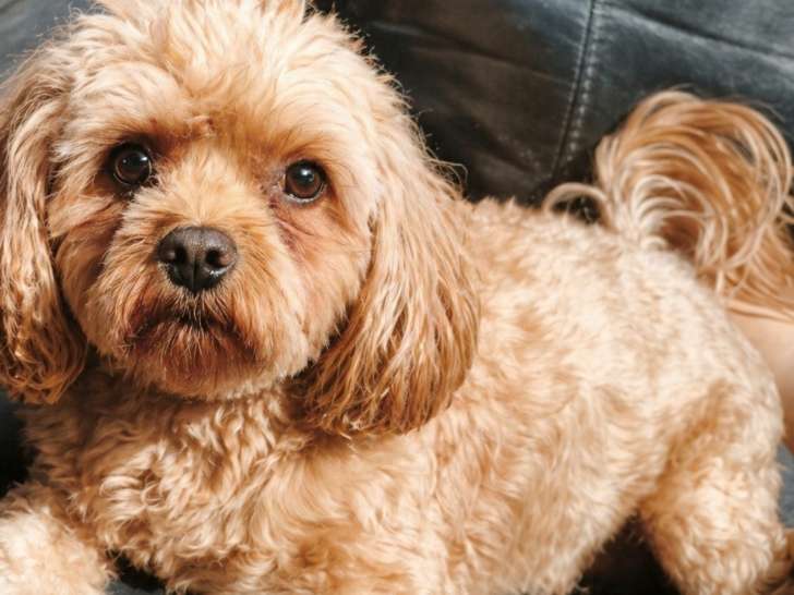 Scotty, Cavapoo à donner