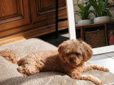 Scotty, Cavapoo à donner