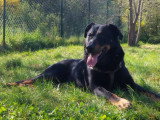 Rico, Beauceron noir et feu à adopter en association