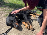 Rico, Beauceron noir et feu à adopter en association