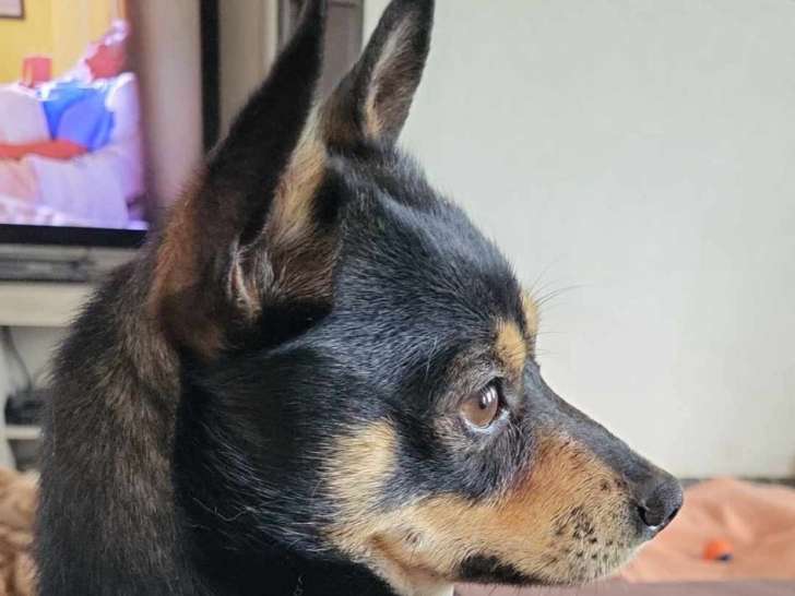 Piki, petit Pinscher de 1 an à adopter en association