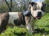 Churchill, American Bully à adopter en association