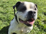 Churchill, American Bully à adopter en association
