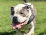Churchill, American Bully à adopter en association