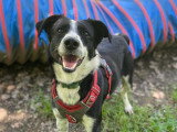 Dobby, croisé Border Collie à adopter en association