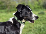 Dobby, croisé Border Collie à adopter en association
